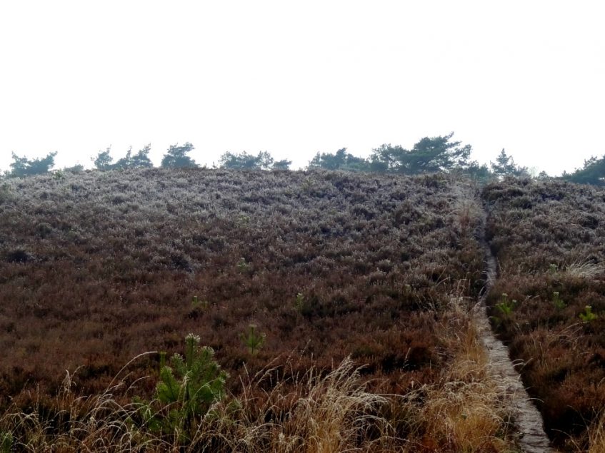 De Woldbergheide in een winterse setting