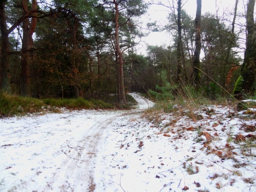 Winterse trailpaadjes op de heide bij de Dellen