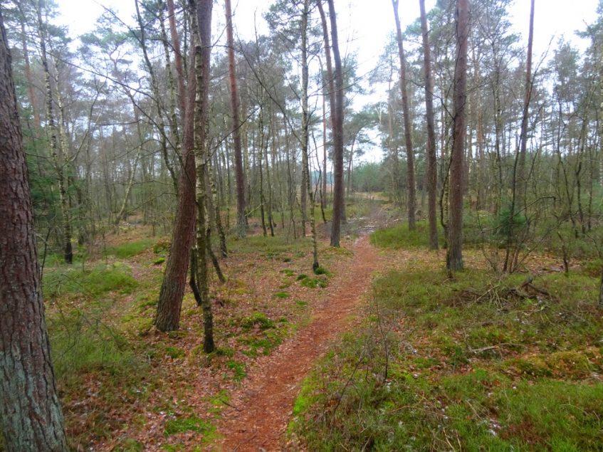 Rennen over verlaten trails bij de Wezeperheide