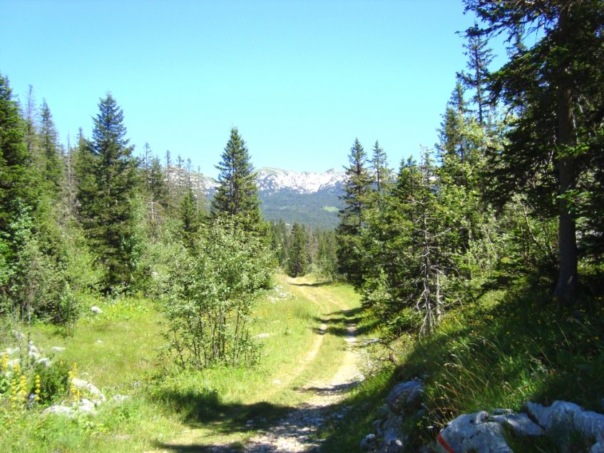 Terug op de hoogvlakte van de Vercors