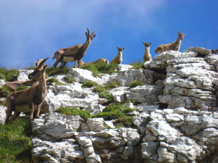 Gemzen in de Vercors